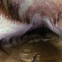 Tuteas Caves